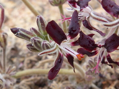 Pelargonium auritum auritum
