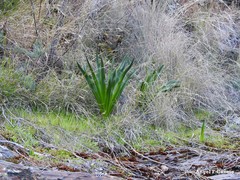 Festuca elegans