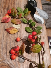 Cotoneaster sternianus