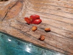 Cotoneaster sternianus