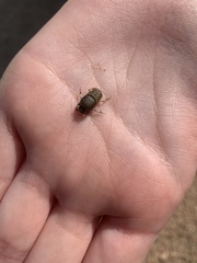 Euoniticellus intermedius