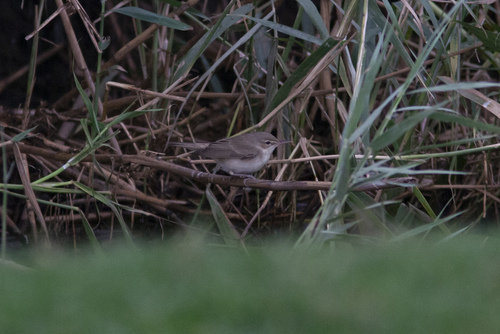 Basra Reed Warbler (Acrocephalus griseldis), photo 4
