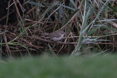 Acrocephalus griseldis