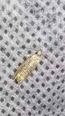 Eucosma argutipunctana