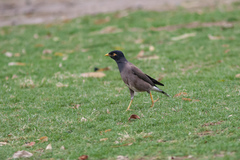 Acridotheres tristis