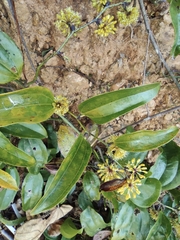 Smilax davidiana