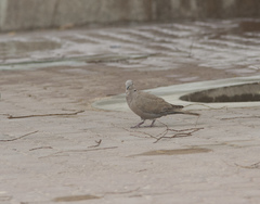 Streptopelia decaocto