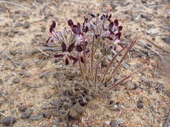 Pelargonium auritum auritum
