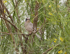 Hypocolius ampelinus