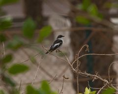 Ficedula semitorquata