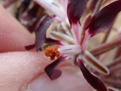 Pelargonium auritum auritum