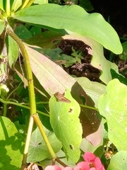 Cymaenes odilia