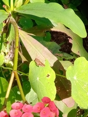 Cymaenes odilia
