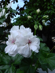 Pelargonium peltatum