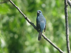 Cyanoloxia glaucocaerulea