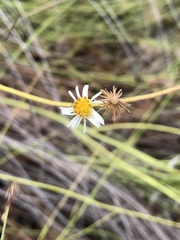 Chloracantha spinosa spinosa