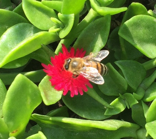 photo of Western Honey Bee (Apis mellifera)