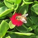 photo of Western Honey Bee (Apis mellifera)