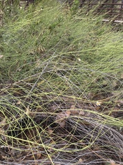 Chloracantha spinosa spinosa