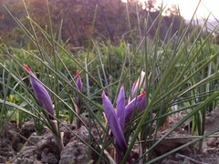 Crocus sativus