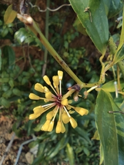 Smilax davidiana