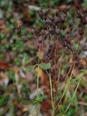 Hypericum perforatum