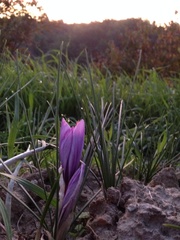 Crocus sativus
