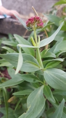 Centranthus ruber