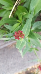 Centranthus ruber