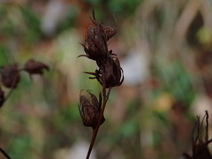 Hypericum perforatum