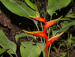 Heliconia stricta