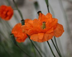 Papaver atlanticum