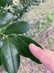 Ilex cassine