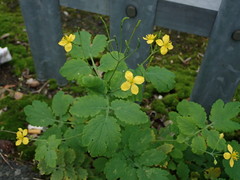 Chelidonium majus