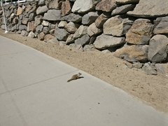 Otospermophilus beecheyi