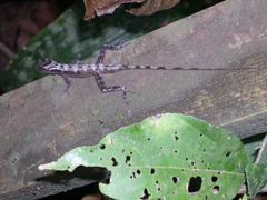 Anolis lemurinus