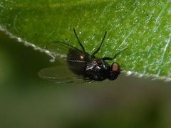 Diptera