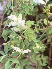 Ceratocapnos claviculata