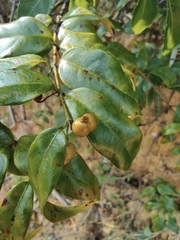 Coptosapelta diffusa