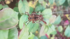 Araneus diadematus