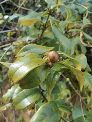 Coptosapelta diffusa