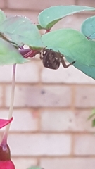 Araneus diadematus