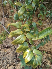 Coptosapelta diffusa