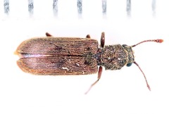 Lyctus