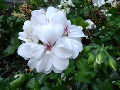 Pelargonium peltatum