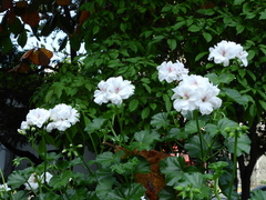 Pelargonium peltatum