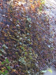 Parthenocissus tricuspidata