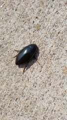 Hydrophilus triangularis