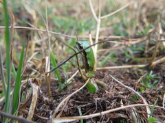 Hyla walkeri