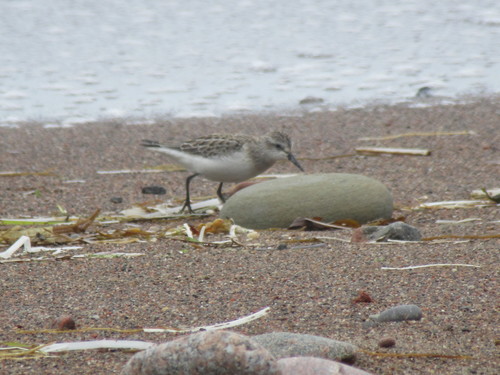 Correlimos semipalmeado (Calidris pusilla)